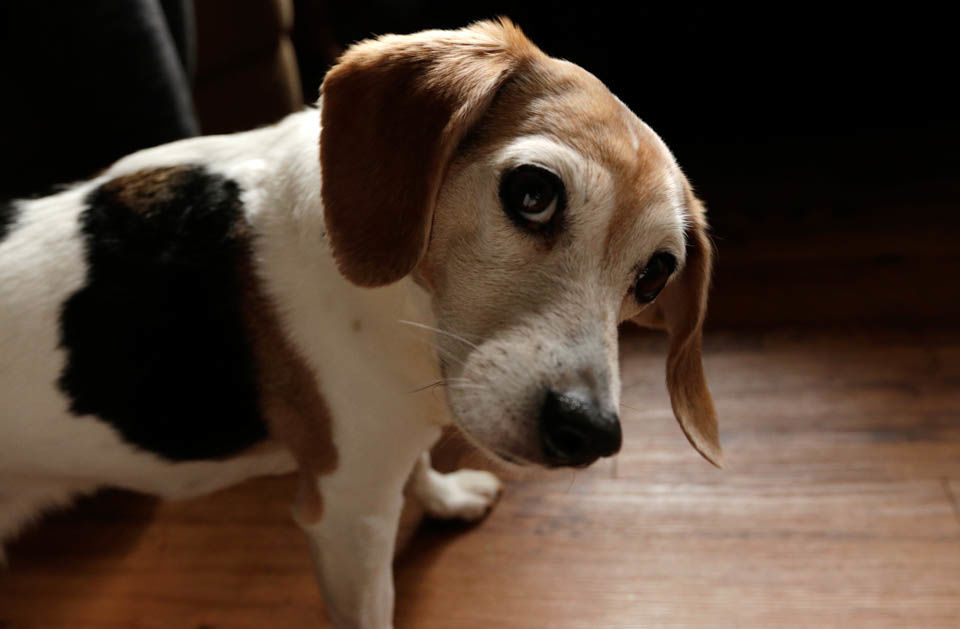 Beagle